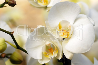 White orchid