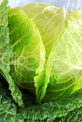 Savoy cabbage