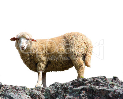 A sheep is eating grass on a beautiful mountain