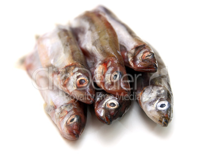 Capelin fish isolated on the white background