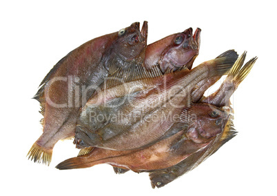 Four fresh flounder fishes