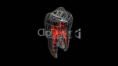 Tooth model.dentistry,medical,medicine,Grid,mesh,sketch,structure.