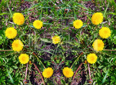 The heart made of yellow dandelions on green grass