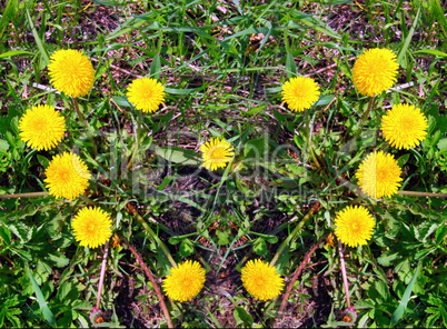 The heart made of yellow dandelions on green grass The heart made of yellow dandelions on green grass