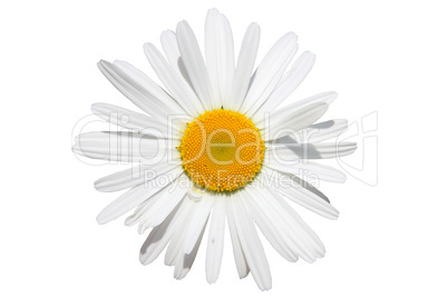 chamomile flower isolated