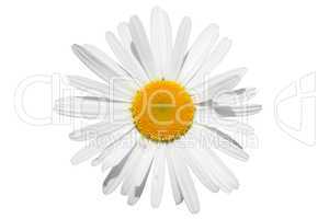 chamomile flower isolated