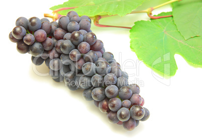 Blue grape with green leaf, isolated on white background