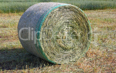 harvested field with hay in summer