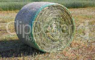 harvested field with hay in summer