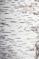 bark of birch in the cracks texture