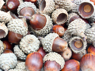 acorns on the white background