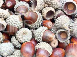 acorns on the white background