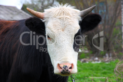 head cow (bull) horns