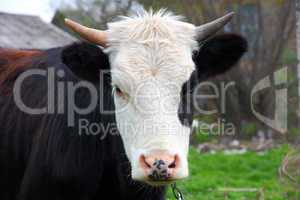 head cow (bull) horns