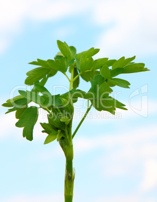 fresh leaf herb parsley  on sky