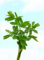 fresh leaf herb parsley  on sky