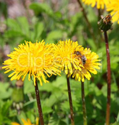 macro bee on yellow dandelion flower