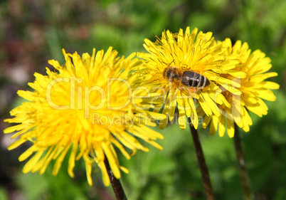 macro bee on yellow dandelion flower