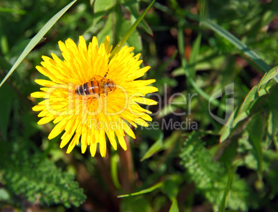 macro bee on yellow dandelion flower
