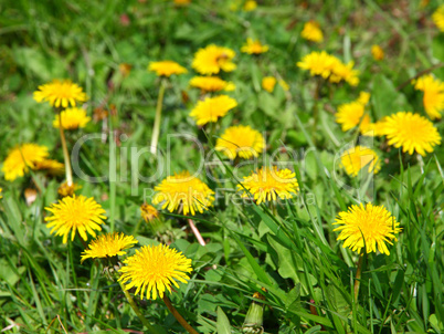 Close-up of many dandelion flowers at the field