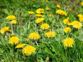 Close-up of many dandelion flowers at the field
