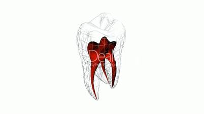 Tooth model.dentistry,medical,medicine,Grid,mesh,sketch,structure.