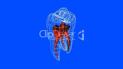 Tooth model.dentistry,medical,medicine,Grid,mesh,sketch,structure.