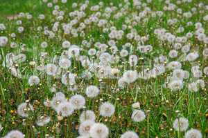 Summer  field  of  dandelions flowers