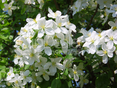 apple blossom close-up. White flowers