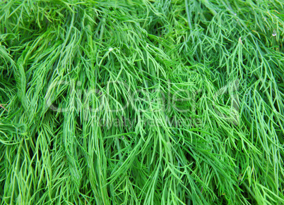 Fresh green dill