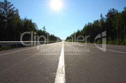 road in forest