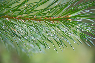 Close up of Pine tree branch  spruce  dew