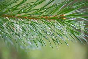 Close up of Pine tree branch  spruce  dew