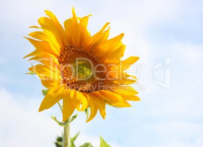 Beautiful sunflower against blue sky