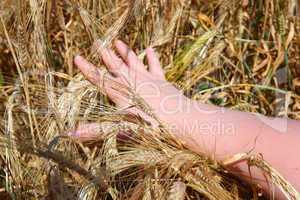 hand holding ears of wheat