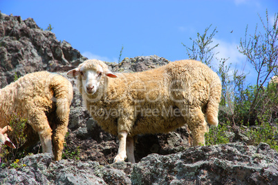 A sheep is eating grass on a beautiful mountain