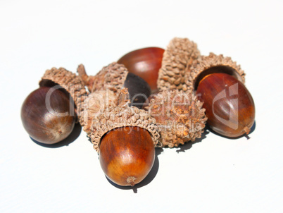Autumn browns acorns