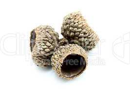 acorns on the white background