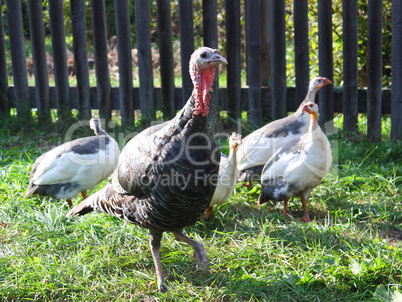 Turkey with neck extended closeup