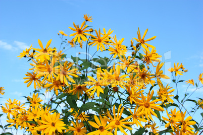 Yellow flowers