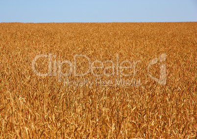 Yellow grain ready for harvest growing in a farm field