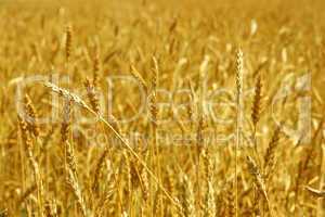 Yellow grain ready for harvest growing in a farm field