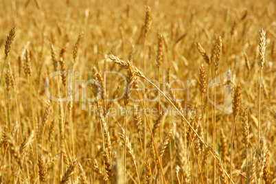 Yellow grain ready for harvest growing in a farm field