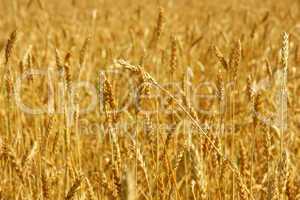 Yellow grain ready for harvest growing in a farm field