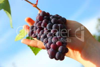 hand holding grape clusters against blue sky