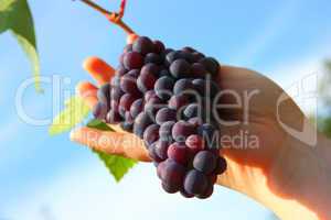 hand holding grape clusters against blue sky