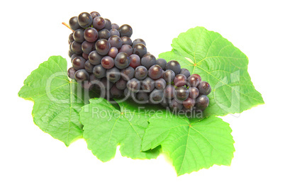 Blue grape with green leaf, isolated on white background