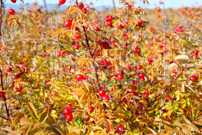 Red dogrose in the autumn