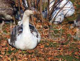 Greylag Goose sitting