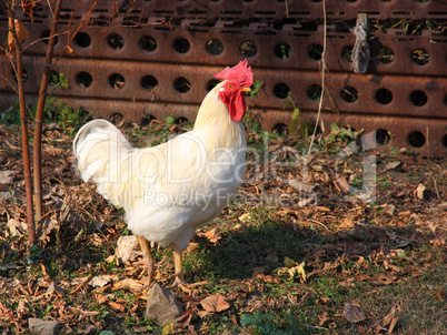 A brightly colored cockerel